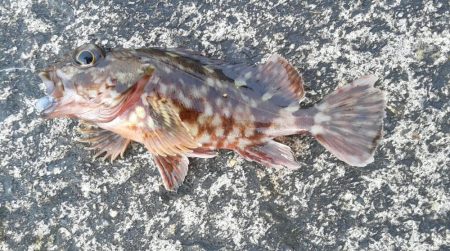 桜が散ってしまった。