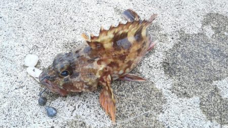 カサゴカサゴカサゴカサゴ