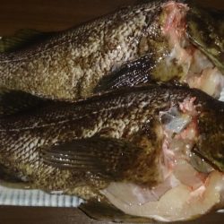 でたっ！モンスター