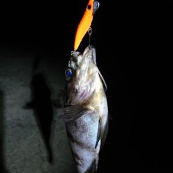 久しぶりの釣行