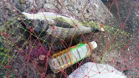 乗っ込みチヌつり