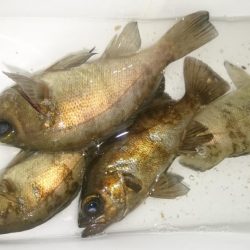 シーバスっぽい◯◯◯