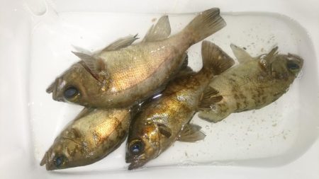 シーバスっぽい◯◯◯