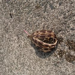 ちょい投げキス釣り