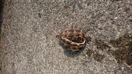 ちょい投げキス釣り