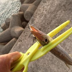 西表島 今日もオニカマス 渋いです。