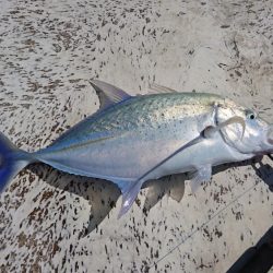 オフショア初挑戦GTはお留守