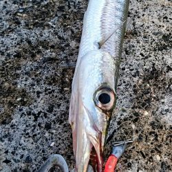 西表島 今日もオニカマス