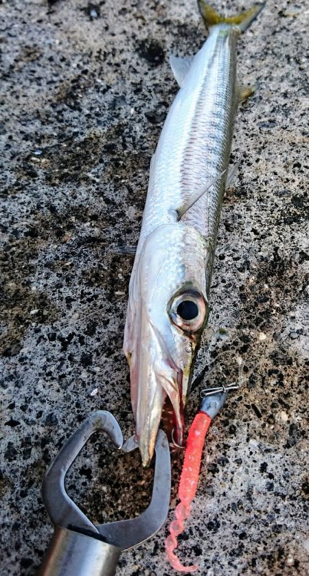 西表島 今日もオニカマス