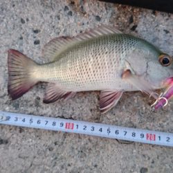 イケカツオです。