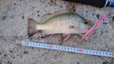 イケカツオです。