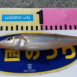 GW初釣行は志筑川護岸へ