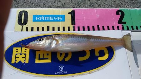 GW初釣行は志筑川護岸へ