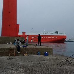 播磨新島へキス調査