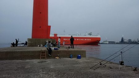 播磨新島へキス調査