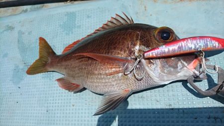 西表島１周オフショア