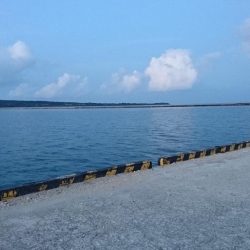 久しぶりのターポン