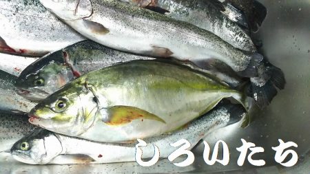 水宝さんにお世話になりました。