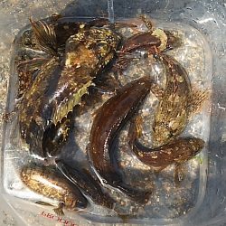 濁り以外は悪くないのに