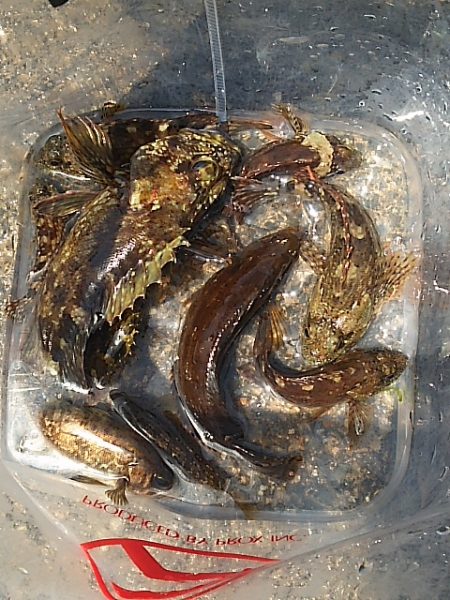 濁り以外は悪くないのに