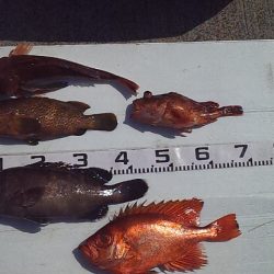 ホウボウが釣れ始めたよー