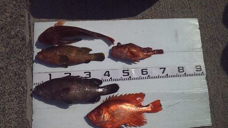 ホウボウが釣れ始めたよー