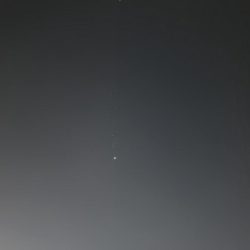 甲子園浜にバチ調査