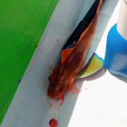 徳島県南タイラバ