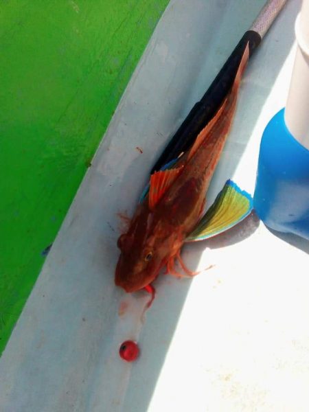 徳島県南タイラバ