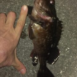 春のガシラ調査