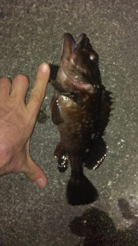 春のガシラ調査