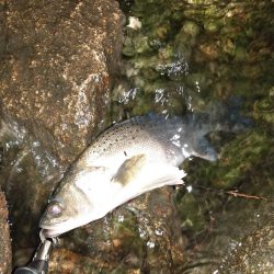 タイリクスズキ?