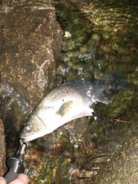 タイリクスズキ?