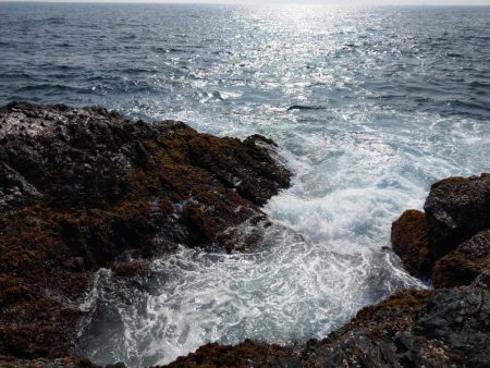 青物釣れねーなー