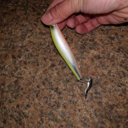 チーバスとボラとベイト