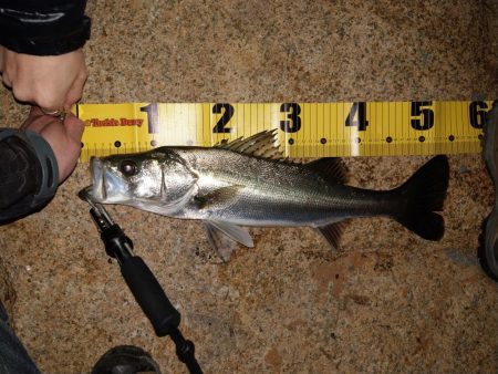 アレは何っだたのか?