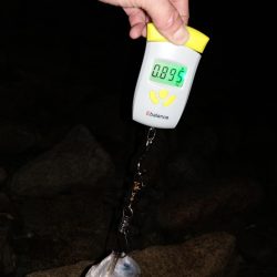 ボラ無しシーバス