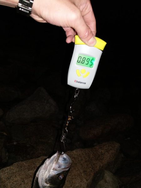 ボラ無しシーバス