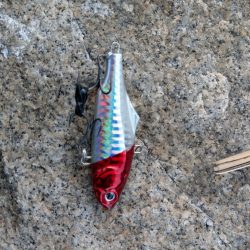 本命は釣れなくてもキミは釣れるよね!?