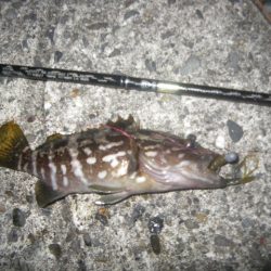 カサゴ釣り