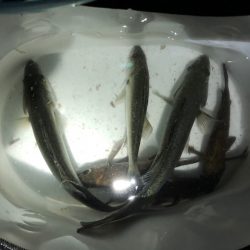 二見メバリング