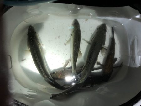 二見メバリング