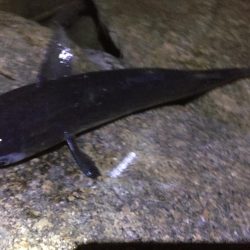 チーバスからのボラ祭り