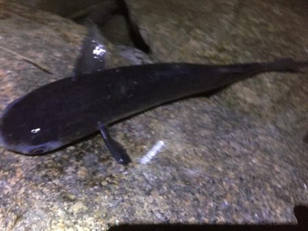 チーバスからのボラ祭り