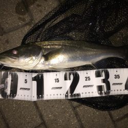 際打ちでデカガシラとシーバス