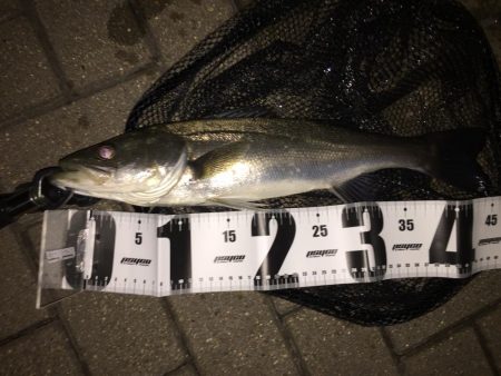 際打ちでデカガシラとシーバス