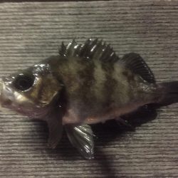 シーバス狙いできたものの