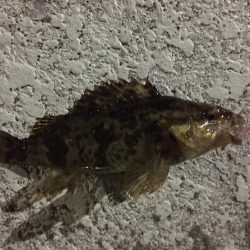 天保山、ボトムゲームでつ抜け達成！