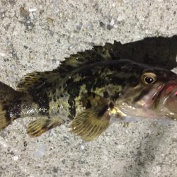 天保山熱し！キビレ2枚、タケノコ10本