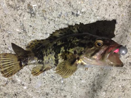 天保山熱し！キビレ2枚、タケノコ10本